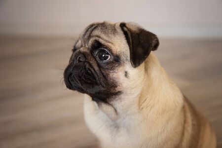 cute dog pug breed have making funny face portraitの写真素材