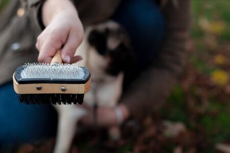 Grooming brush, or professional comb for dog, with shreds of white fur. Concept of dog hair care and treatment.の写真素材