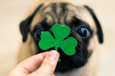 St. Patrick's Day paper green clover on the nose of a pug dog.の写真素材