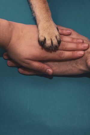 Hands and paws of all family members together.の写真素材