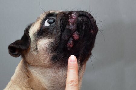 Portrait of a pug dog with red inflamed wounds on his face. Dog Allergy, Dermatitis.の写真素材