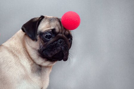 a small pug dog with a red clown nose on head.の写真素材