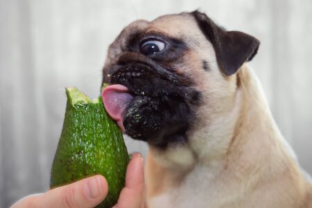 cute dog pug girl chewing avocado. The concept of healthy and healthy food for dogsの写真素材