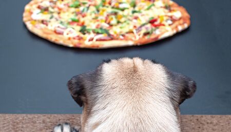 Pug dog see and waiting to eat pizza on black background.の写真素材