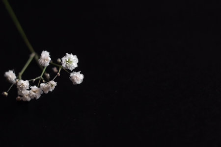 Gypsophila flower single on black table background with copy space. wallpaper