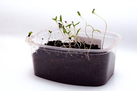 seedling and sprout of green grass in a pot on a white background with selective focusの写真素材