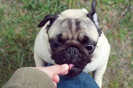 pug dog with a funny face takes a treat for good behavior from the owner handの写真素材