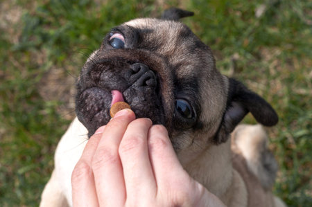 pug dog with a funny face takes a treat for good behavior from the owner hand