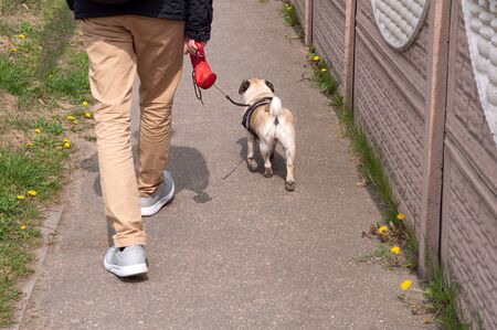 Owner and pug dog walking on a leash in city on unfocused backgroundの写真素材