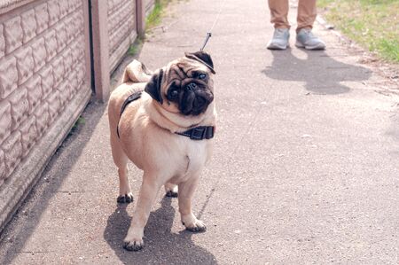 Owner and pug dog walking in city on unfocused backgroundの写真素材