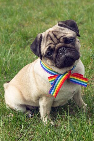 pug dog with rainbow LGBT ribbon tape on his neck sits on green grass. concept of gratitude to medical personnel for their fight against the coronavirus pandemicの写真素材