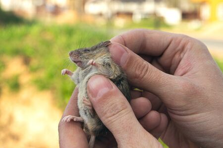 man holds a caught field mouse in his hands. little scared rodent in the hands of a manの写真素材