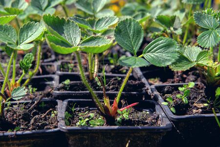 strawberry seedlings in pots growing in a garden nursery. many young plants with green leaves for planting.の写真素材