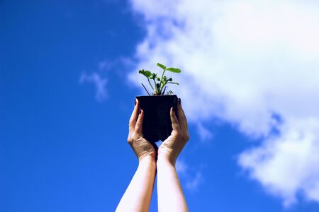 Close Up growing seedlings in Female Hands, Care of the Environment. Ecology concept. On blue sky with clouds background.の写真素材