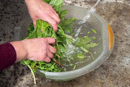 Woman washes sorrel during the preparation for production. Harvesting sorrel for the winter. Common sorrel, Spinach Dock, Rumex acetosa, growing in garden.の写真素材