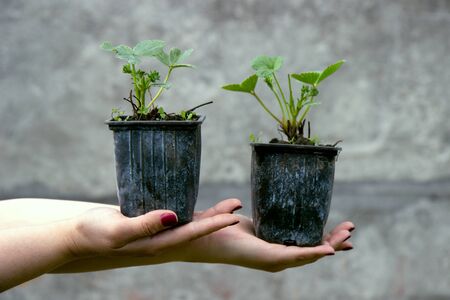 woman agronomist holding in hands seedlings strawberries in pots. Early seedlings grown from seeds in boxes at home on the windowsillの写真素材