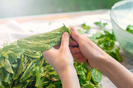 Girl cuts and washes sorrel during the preparation for food. Common sorrel, Spinach Dock, Rumex...