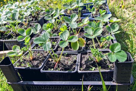 strawberry seedlings in pots growing in a garden nursery. many young plants with green leaves for planting.の写真素材