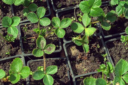 strawberry seedlings in pots growing in a garden nursery. many young plants with green leaves for planting. top viewの写真素材