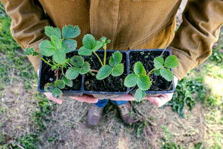Farmer holds strawberry seedling in his hands against garden background. Local organic farming. Homegrown berries.の写真素材
