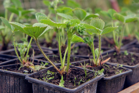 strawberry seedlings in pots growing in a garden nursery. many young plants with green leaves for planting. side viewの写真素材