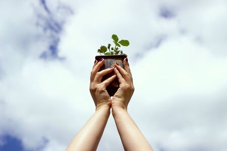 Close Up growing seedlings in Female Hands, Care of the Environment. Ecology concept. On blue sky with clouds background.の写真素材