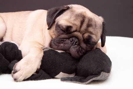Pug dog sleeping with a plush toy cat on bedの写真素材