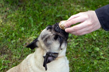 pug dog stretches and sniffs a snail, wants to lick or eat itの写真素材