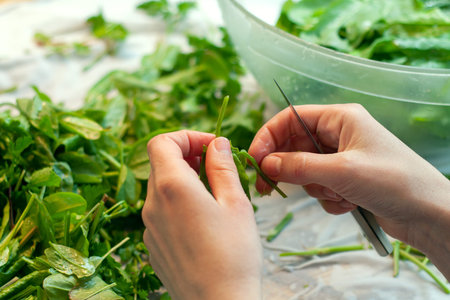 Girl cuts and washes sorrel during the preparation for food. Common sorrel, Spinach Dock, Rumex...