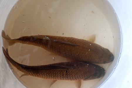 White bucket with two fishes in the water. Caught live freshwater fish
