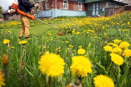 The gardener man mows the grass with yellow dandelions with a hand lawn mower. selective focus. Grass in the foreground, a man in the background in defocusの写真素材