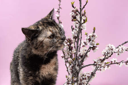 tricolor unusual cat in sakura smelling flowers on a pink background. Spring time.の写真素材