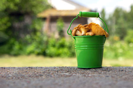 Metal green bucket of fresh chanterelle mushrooms, green grass bokeh on backgroundの写真素材