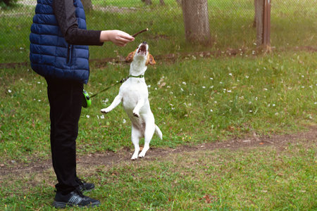 Jack Russell terrier dog jumping for stick on a field with green grass . Young man play with dog.