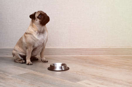 Pug dog is waiting for food at an empty bowl in the kitchen. hungry dog diet conceptの写真素材