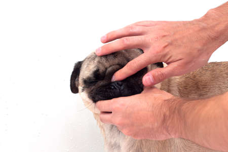 Close up man hand clean and wash dog nose pug breed for cleanning around nose skin by tissue, Dog Care Conceptの写真素材