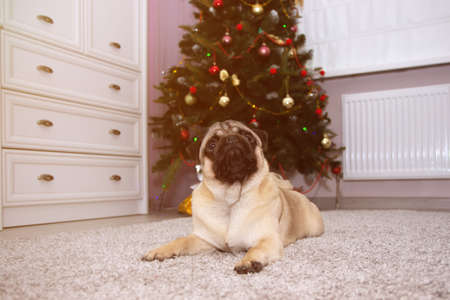 Small cute funny pug dog on the carpet in front of the christmas tree. Christmas backgroundの写真素材