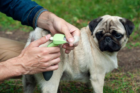 Person combs pug dog with a metal grooming comb. seasonal molting of pets and removal of excess undercoat by the ownerの写真素材