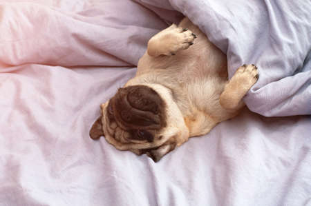 Small cute pug dog sleeping at home on the bed. good morning with the pet dogの写真素材