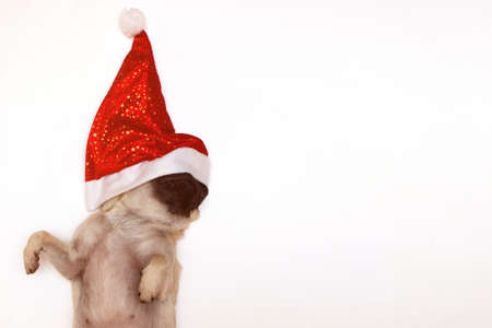 christmas pug dog with hat santa claus on white background with copy space and place for textの写真素材