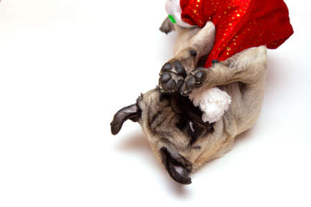christmas pug dog with hat santa claus on white background with copy spaceの写真素材