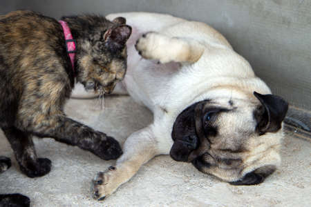 Turtle color cat and dog pug playing on sofa. Cat holding dog and bites. cat and dog fight and quarrelの写真素材