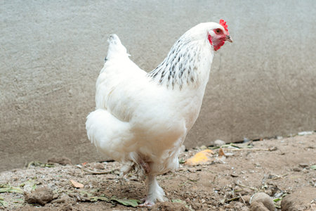 Happy hens in cage free range and antibiotic and hormone free farming