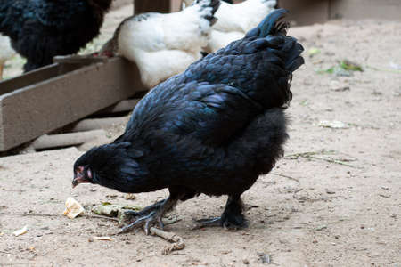 Happy hens in cage free range and antibiotic and hormone free farmingの写真素材