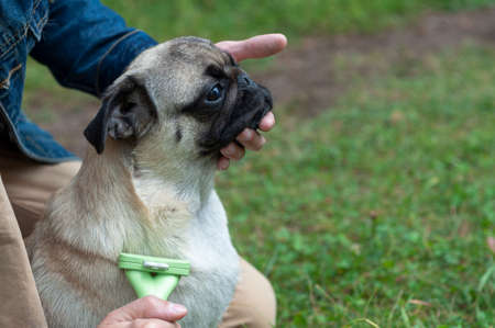 Person combs pug dog with a metal grooming comb. seasonal molting of pets and removal of excess undercoat by the ownerの写真素材