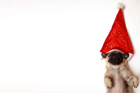 christmas pug dog with hat santa claus on white background with copy space and place for textの写真素材