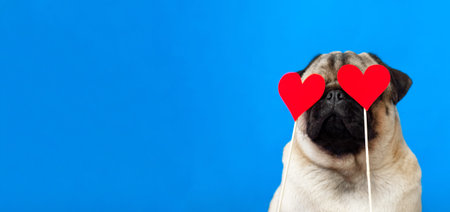 A lover chocolate valentine havanese dog holding a red heart in mouth isolated on white background