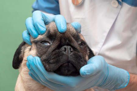 veterinarian in the clinic examines the pug dog. Care and hygiene of folds and nose in flat-faced dogs, daily proceduresの写真素材