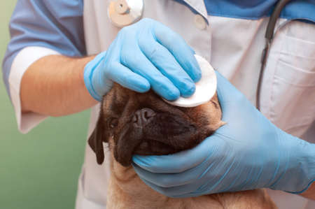 a veterinarian in gloves wipes the eye of a pug dog. tear injured eye. Care and hygiene of dogsの写真素材