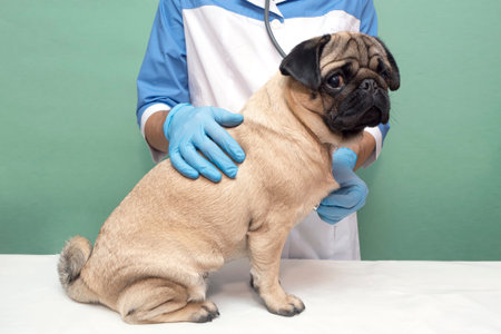 veterinarian medical checkup a pug dog. advertisement of a clinic for pets. care and professional...